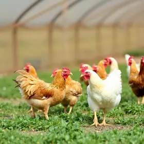 licenciamento ambiental para avicultura