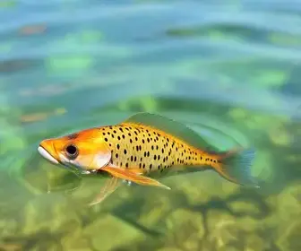licenciamento ambiental da aquicultura
